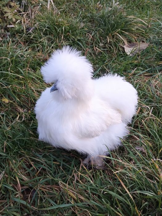 Same Kury. Kura silki Silka.