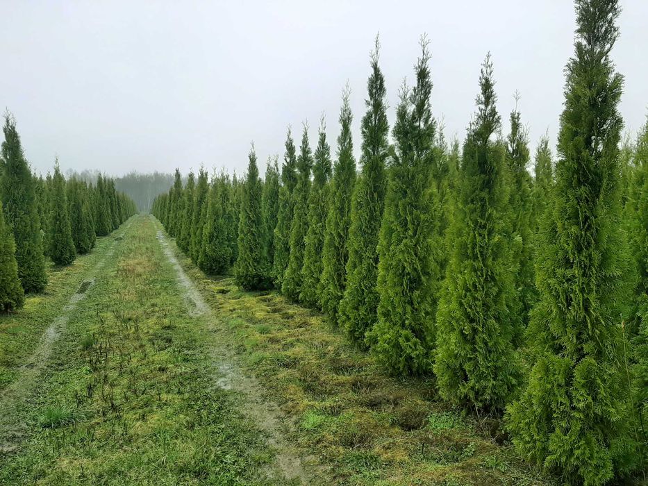 tuja tuje Szmaragd szmaragdowa 250-270 cm