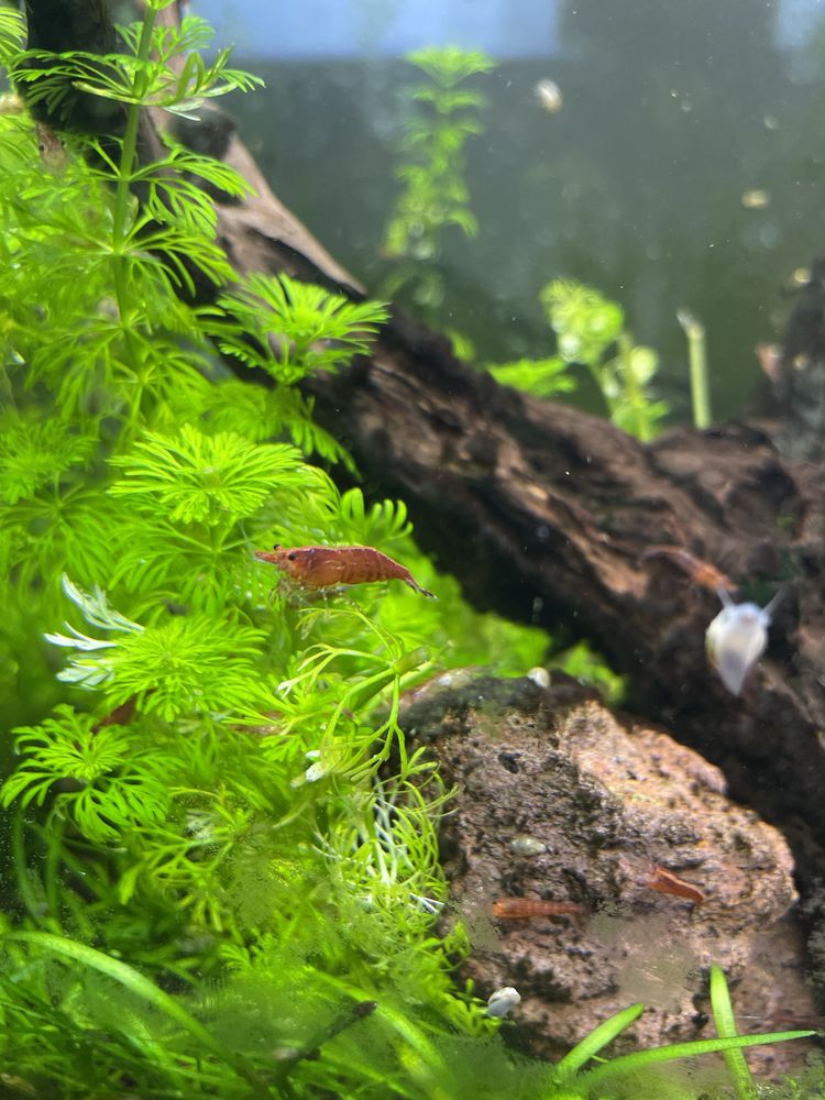 Neocaridina redcherry