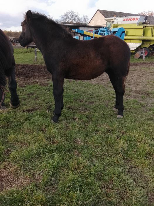 Źrebica zimnokrwista kara