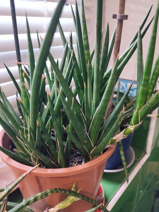 Сансевієрія Францизі