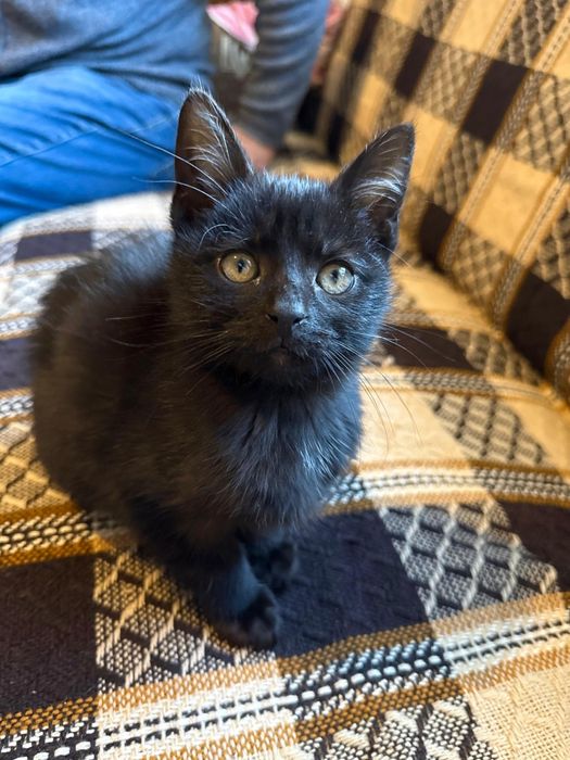 Malutki koteczek do adopcji