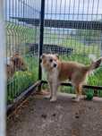 Samiec do adopcji za darmo