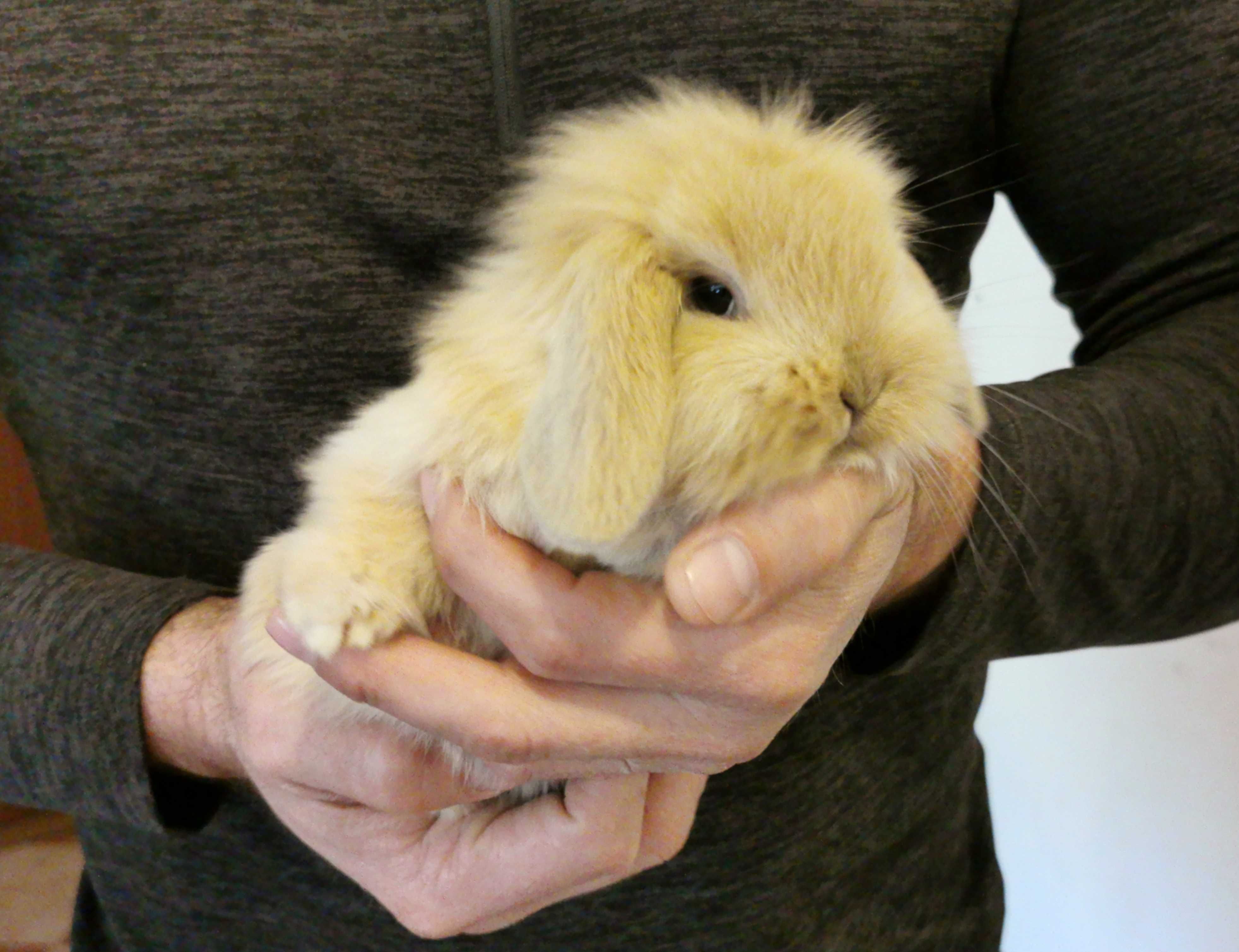 KIT Coelhos anões mini lop(orelhudos) super dóceis