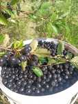 Aronia wysyłka paczkomatem lub kurierem