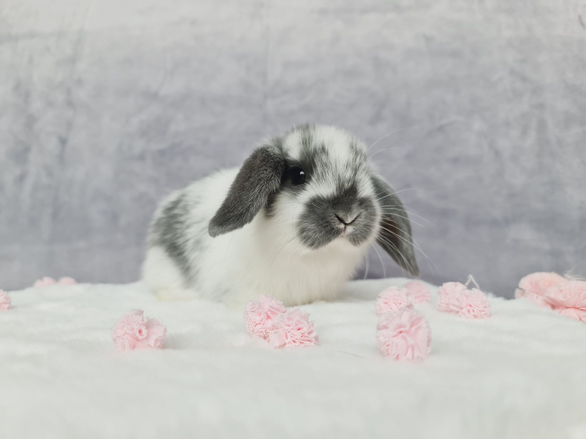 Mini lop królik króliczek miniaturka hodowla czip