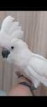 Catatua Alba macho