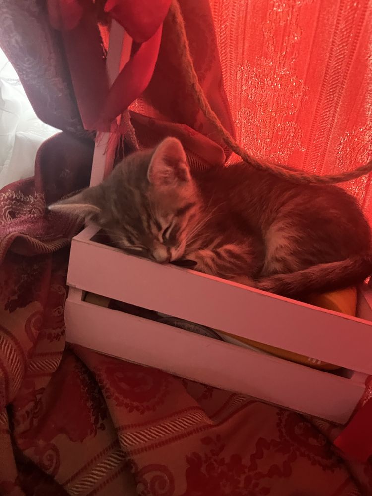 Віддам котика має пару місяців