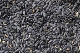 Skup Słonecznika Kukurydzy Soji Odbiór z pola