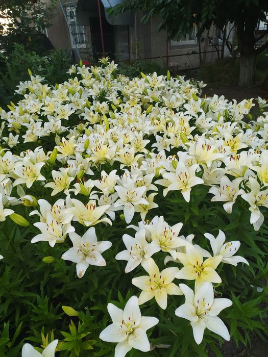 Луковицы лилии, лилия