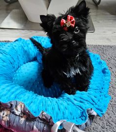 Black Yorkshire Terrier - piesek z rodowodem