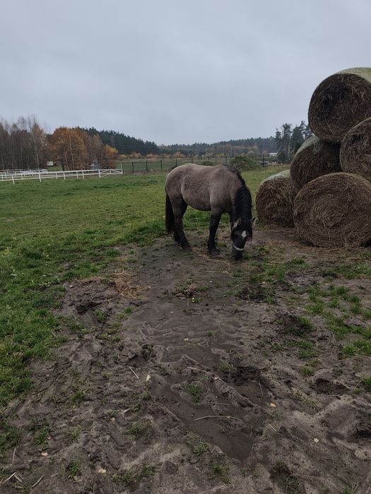 Sprzedam konie źrebne i do zaprzęgów różne maść