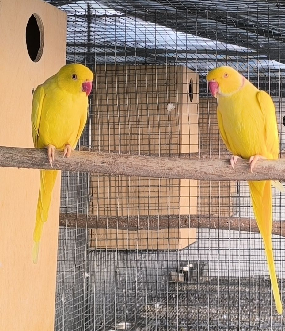 Casal de ring necks lutinos reprodutor