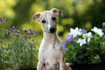 Whippet Chart angielski ZKwP/FCI śliczny piesek PORVENIR "Venio"