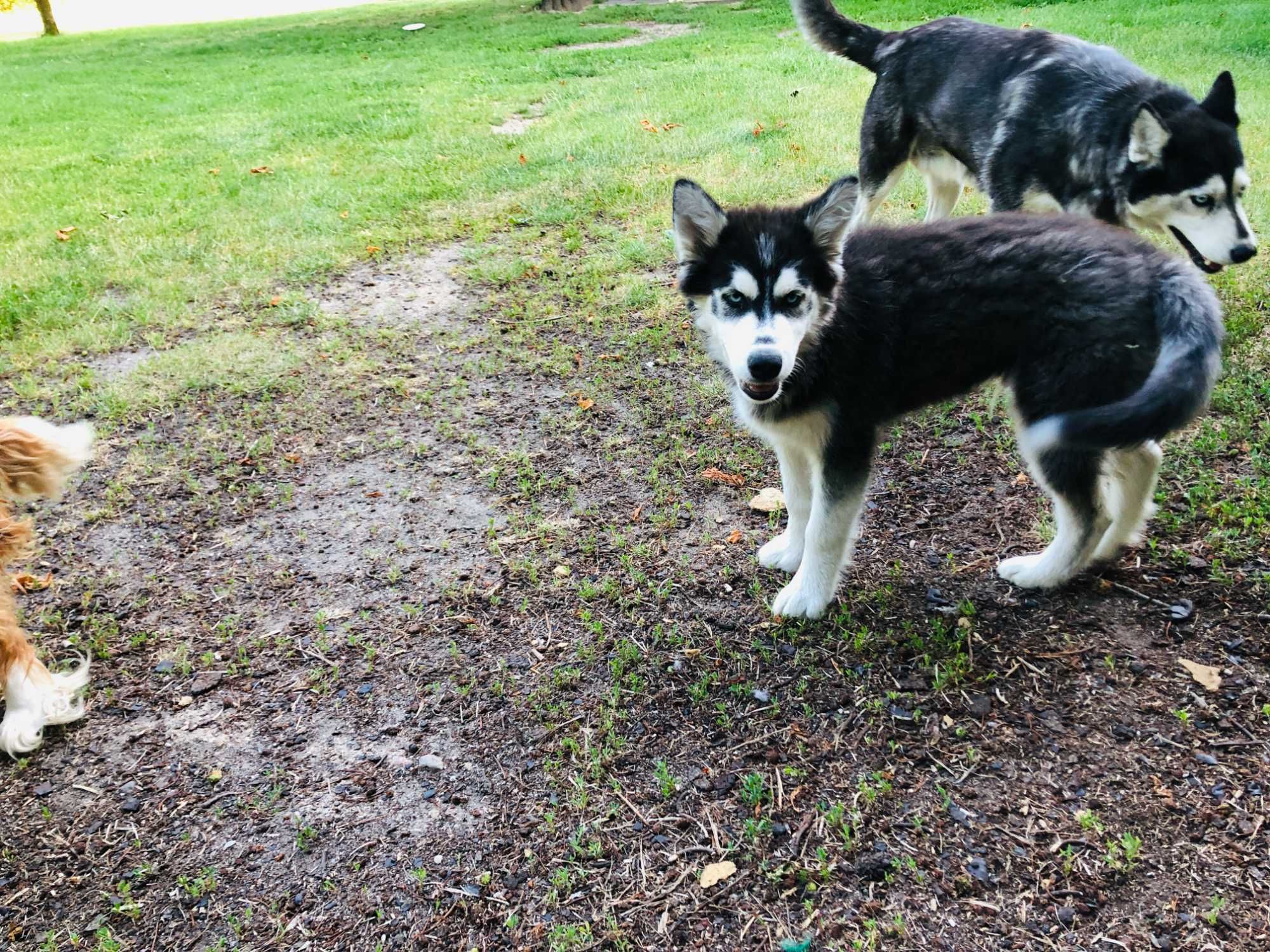 Husky niebieskooki piesek