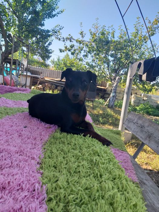 Цвергпинчер. Вязка