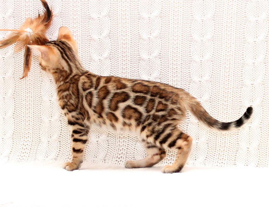 Бенгальская девочка Chanel в любимцы или в производители