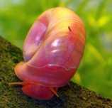 Planorbella pink zatoczek różowy