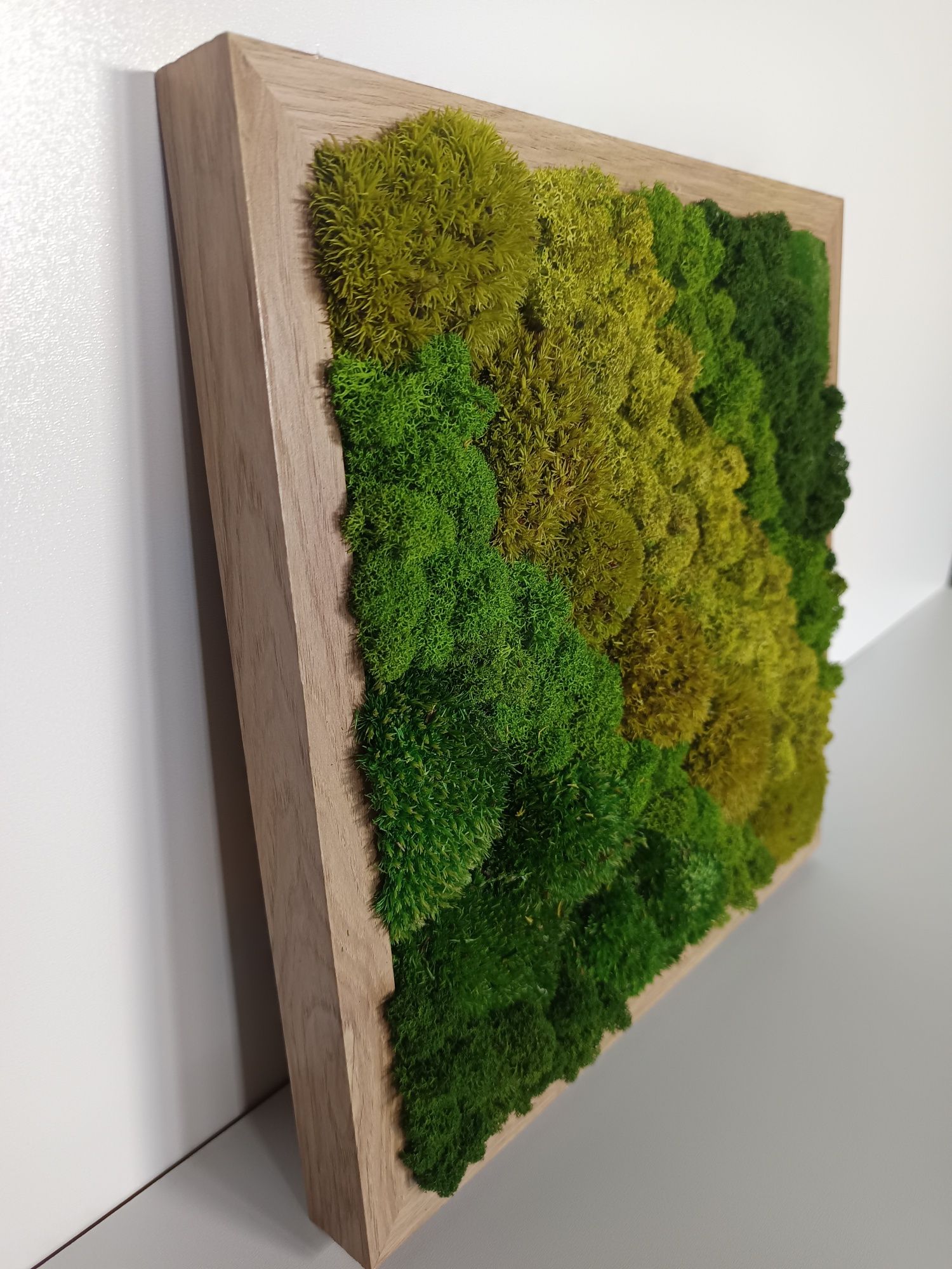 Obraz wiecznie żywy mech chrobotek 32/32cm