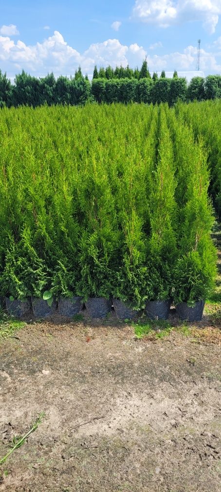 Tuja Smaragd 100 cm tuje 80 szmaragd wysyłka thuje 120 Białystok