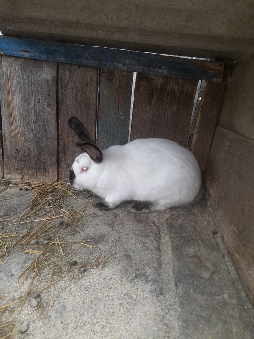 Продам кроликів різного віку