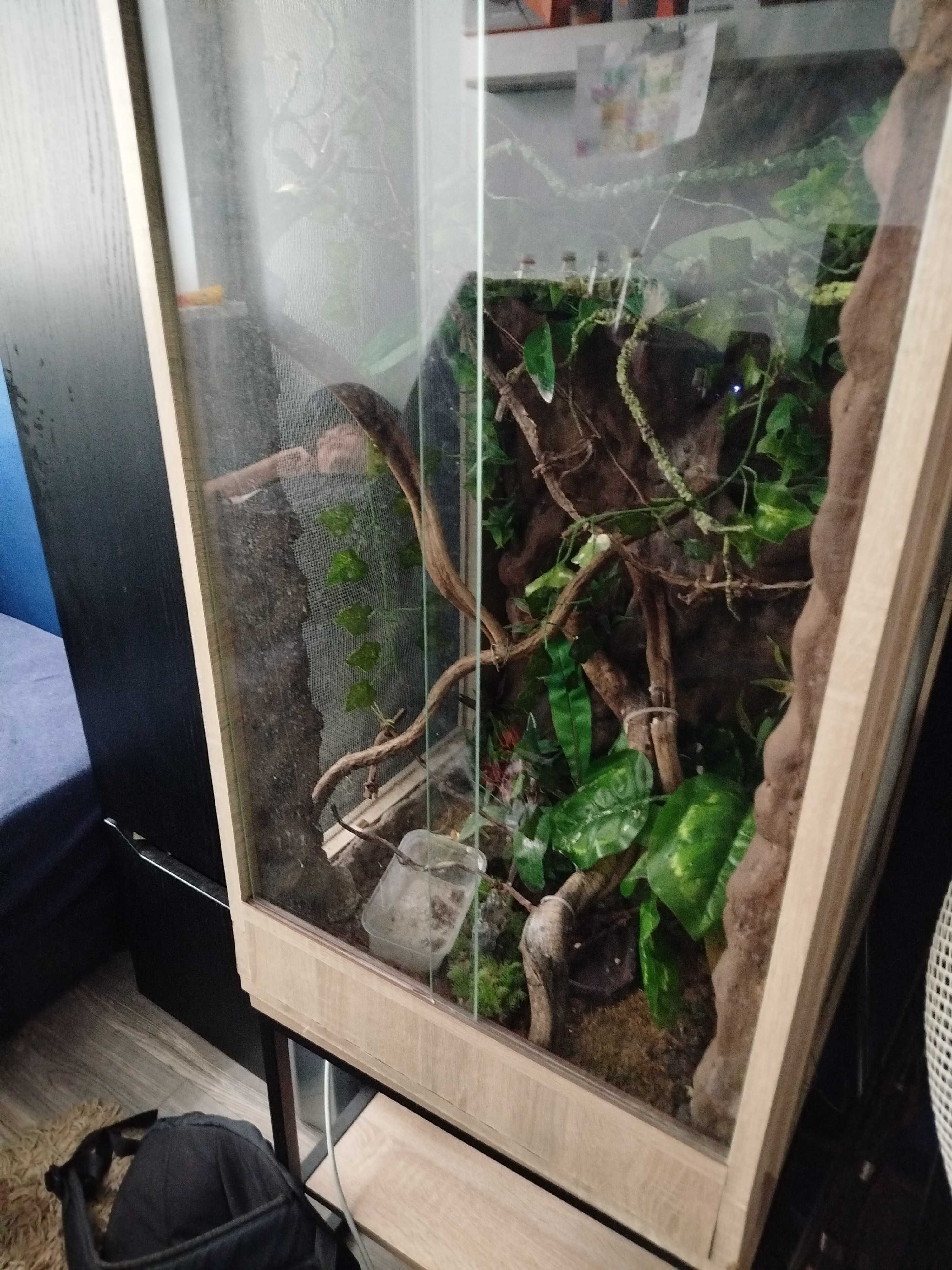 Terrarium  100x50 dla kameleona wyposażenie