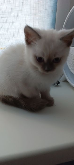 Котики шукають сім'ю