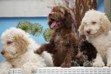 Lagotto Romagnolo brązowy, dereszowy, pomarańczowy pies