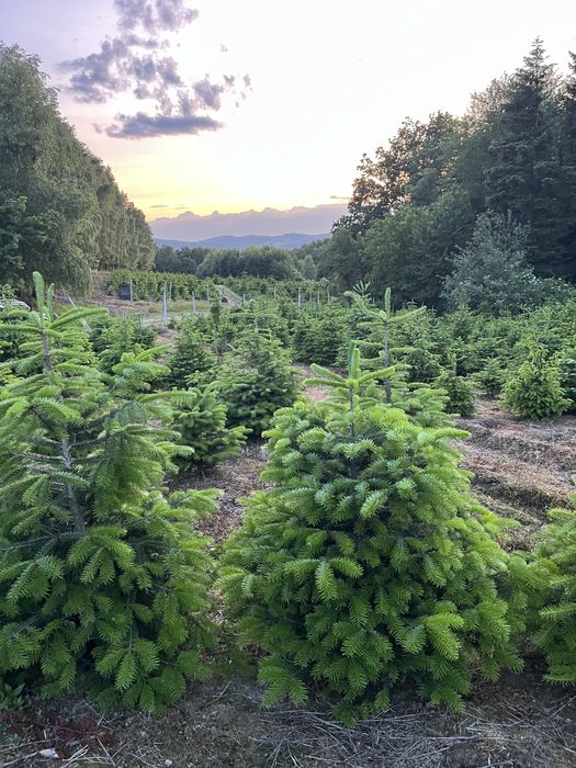 Jodla kaukaska, wszystko na plac