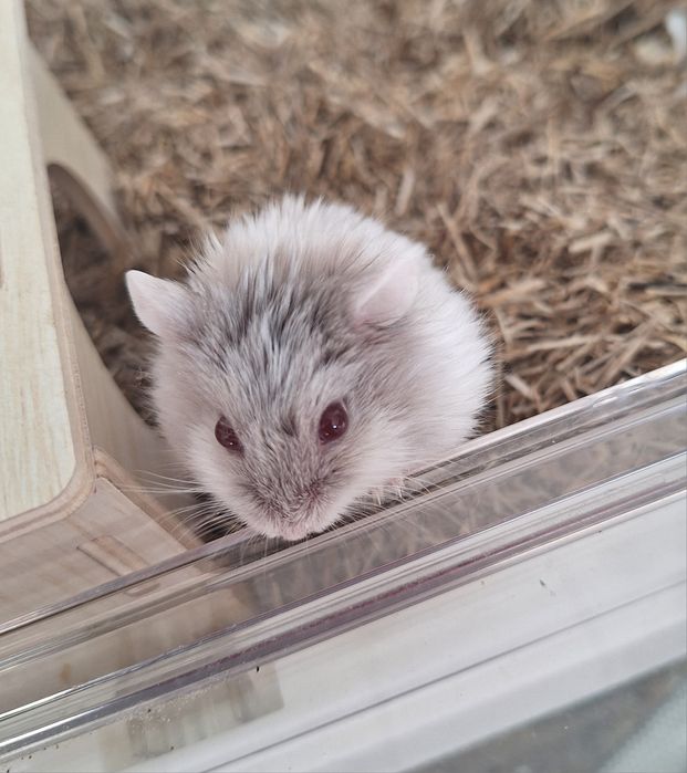 Chomiczki mlode zabajkanskie samce samica satynowe