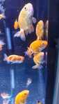 Welon Ranchu MASSON
