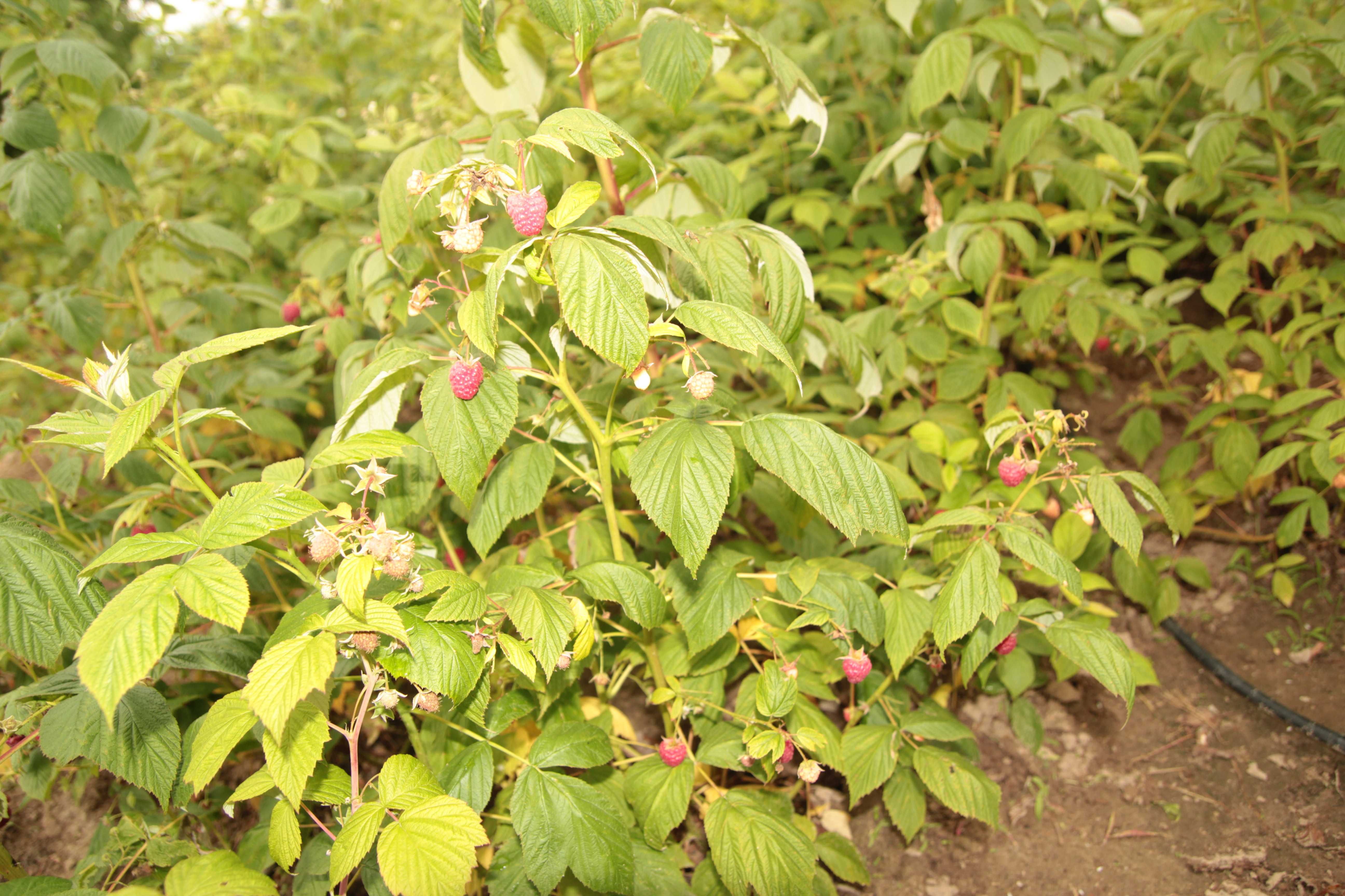Maliny owoce - ekologiczne