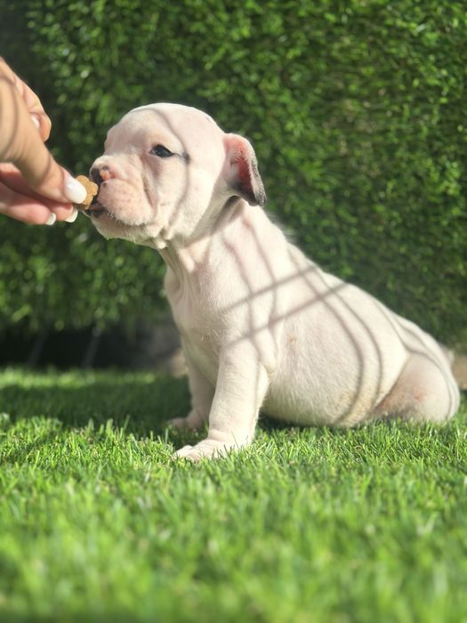 Bulldog frances puro