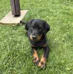 Doberman szczeniak z rodowodem