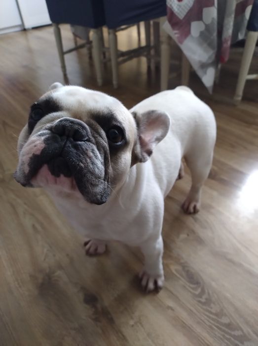 Buldog francuski