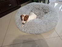 Jack Russell Terrier piesek