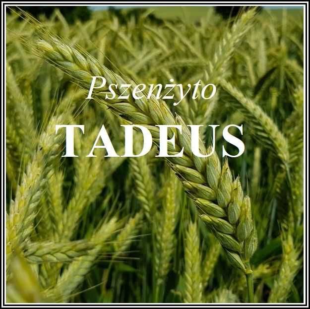Pszenżyto Ozime TADEUS - Grube Ziarno Wysoki Plon - Nasiona Pszenżyta
