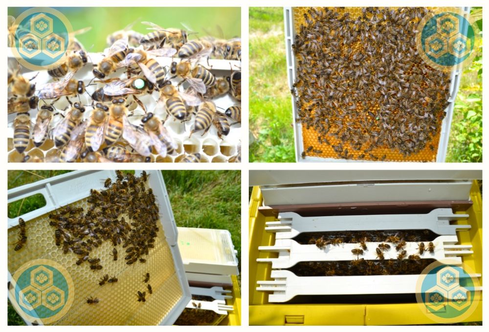 Пчеломатки / Бджоломатки