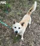 5 letni Ping, 13 kg, przyjazny adopcja za darmo