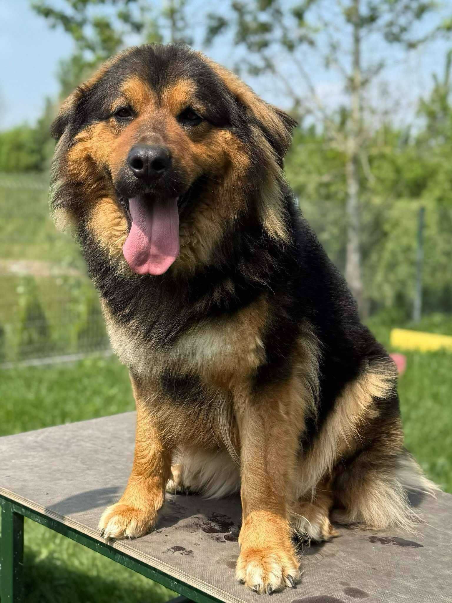 Arizona duża suczka młoda adopcja schronisko