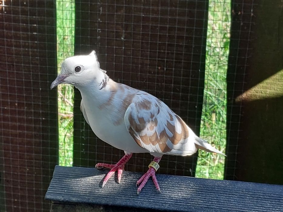 Cukrówki CZUBATE gołębie cukrowki