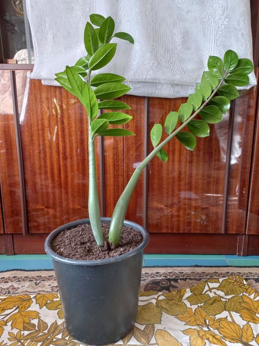 Заміокулькас. Доларове дерево. Замиокулькас.