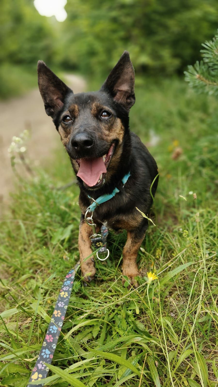 Śliczny mały piesek Jędruś do adopcji ze schroniska.