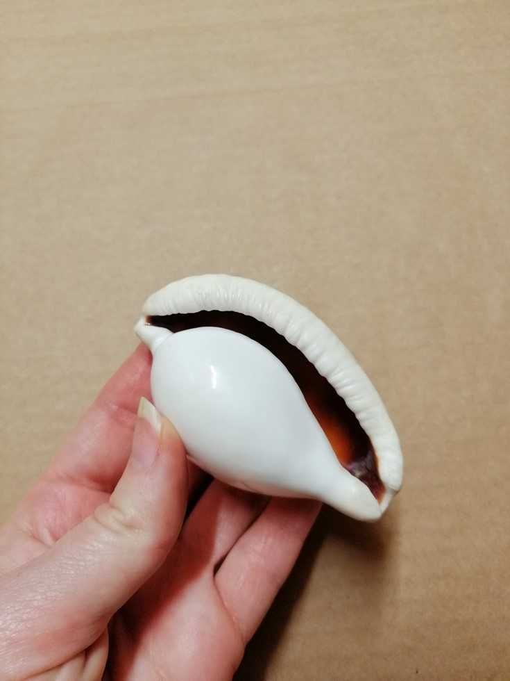 Muszla porcelanki jajowej, porcelanka jajowa Ovula ovum, muszla morska