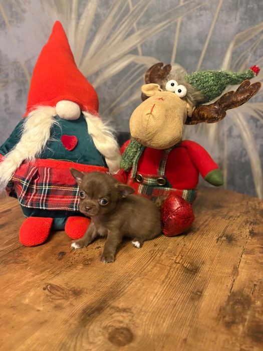 Śliczna malutka sunia