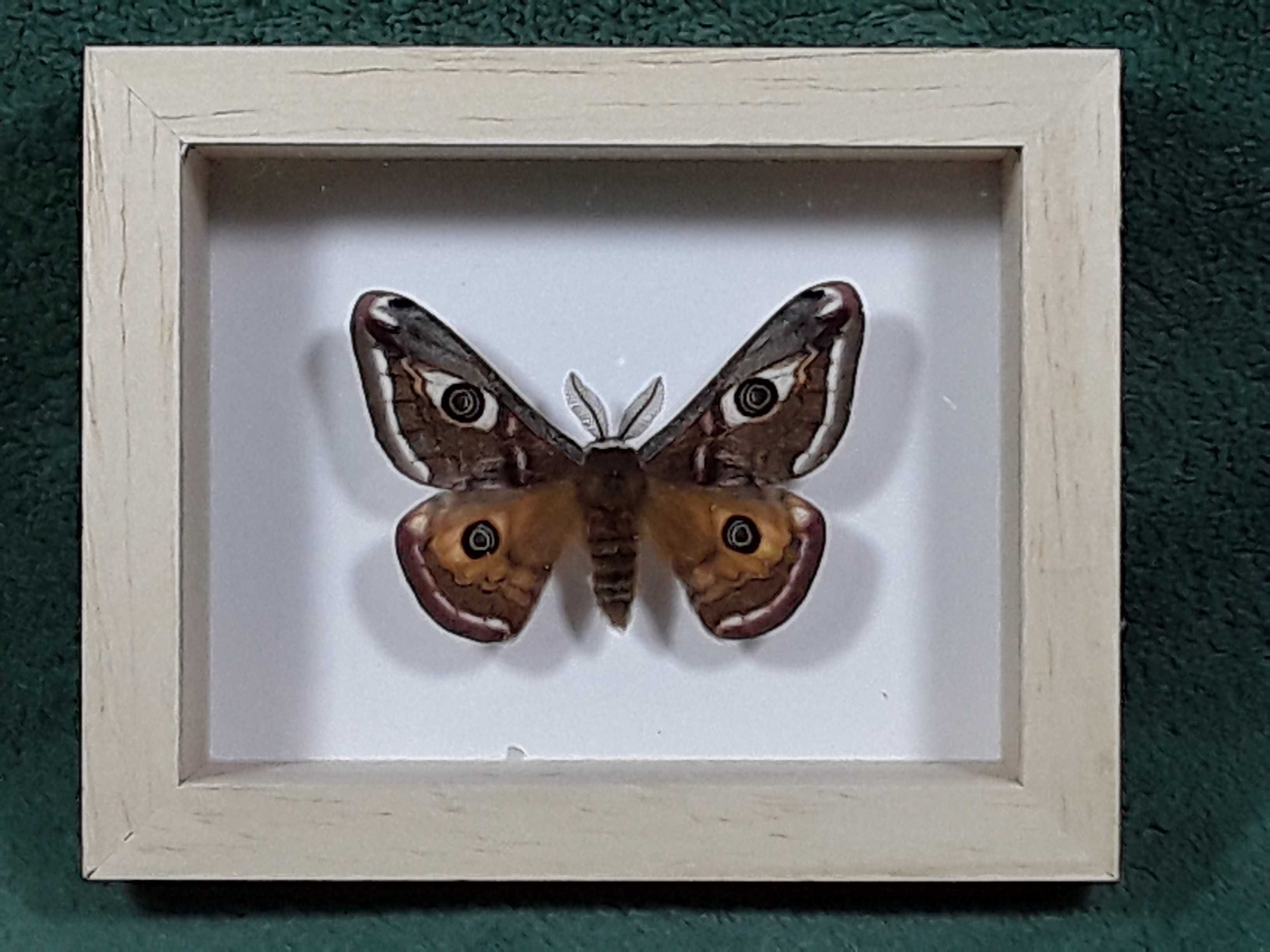 Motyl w ramce / gablotce 10x8 cm . Saturnia pawonia - Pawica grabówka