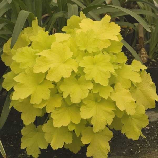 ŻURAWKA Citronelle Heuchera - sadzonki w don. !!!