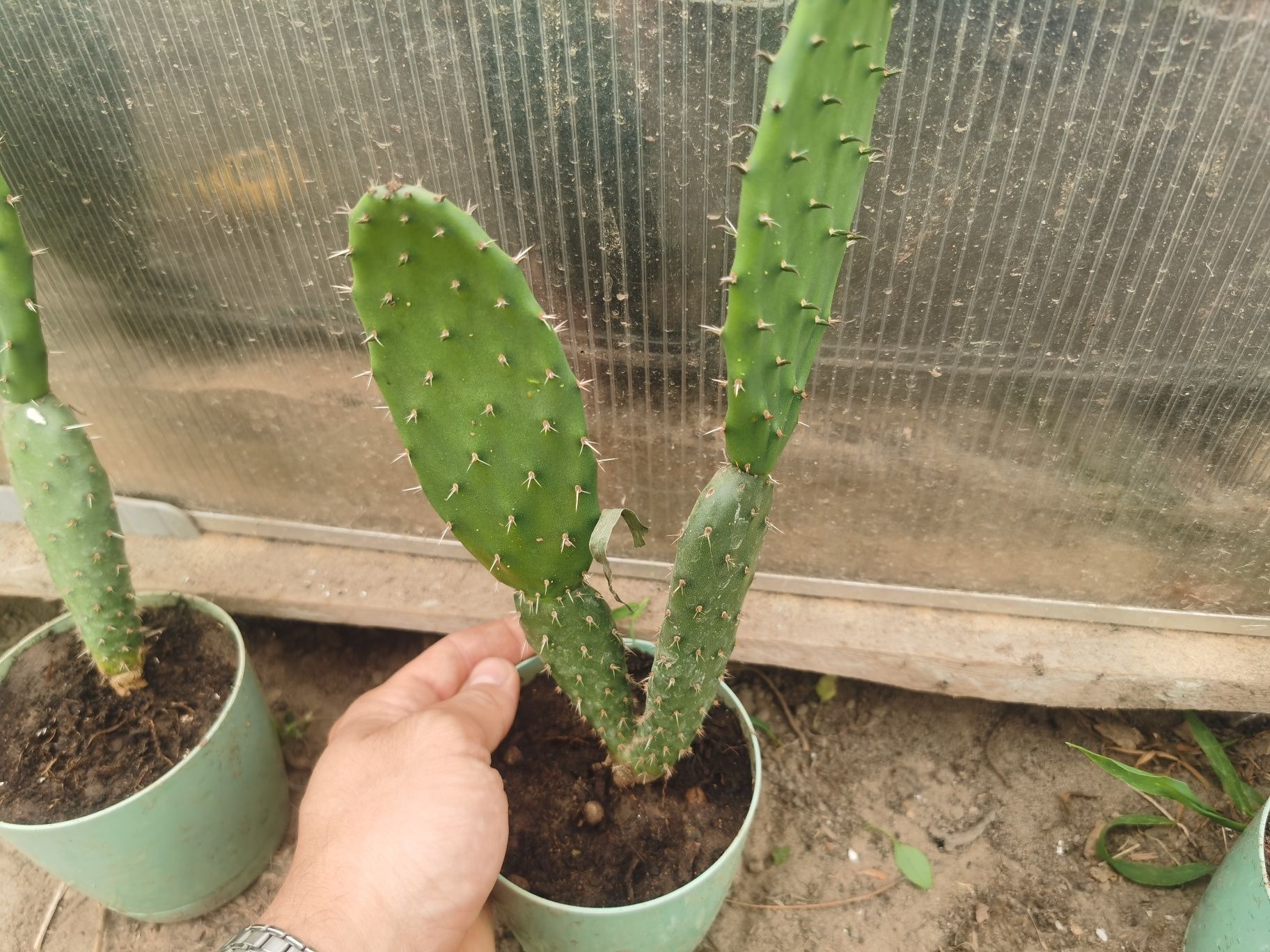 Opuncja figowa - opuntia ficus-indica wychodowana z nasion