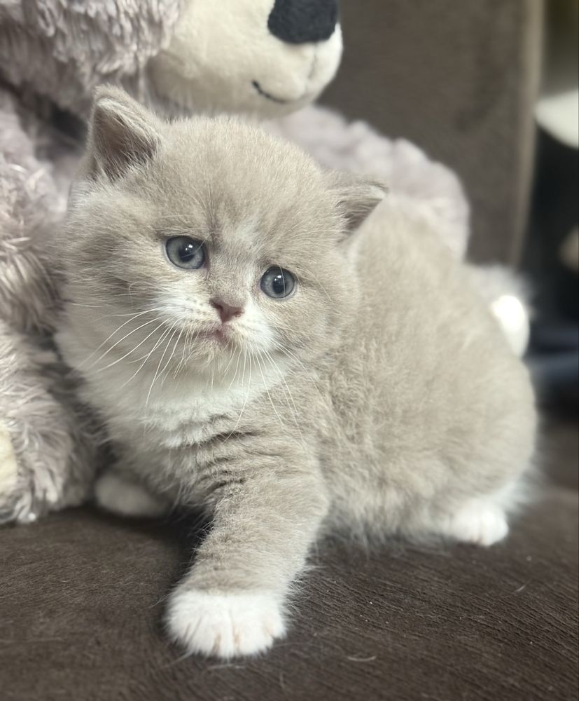 Kocur Brytyjski Liliowy Bicolor Kot Kotek