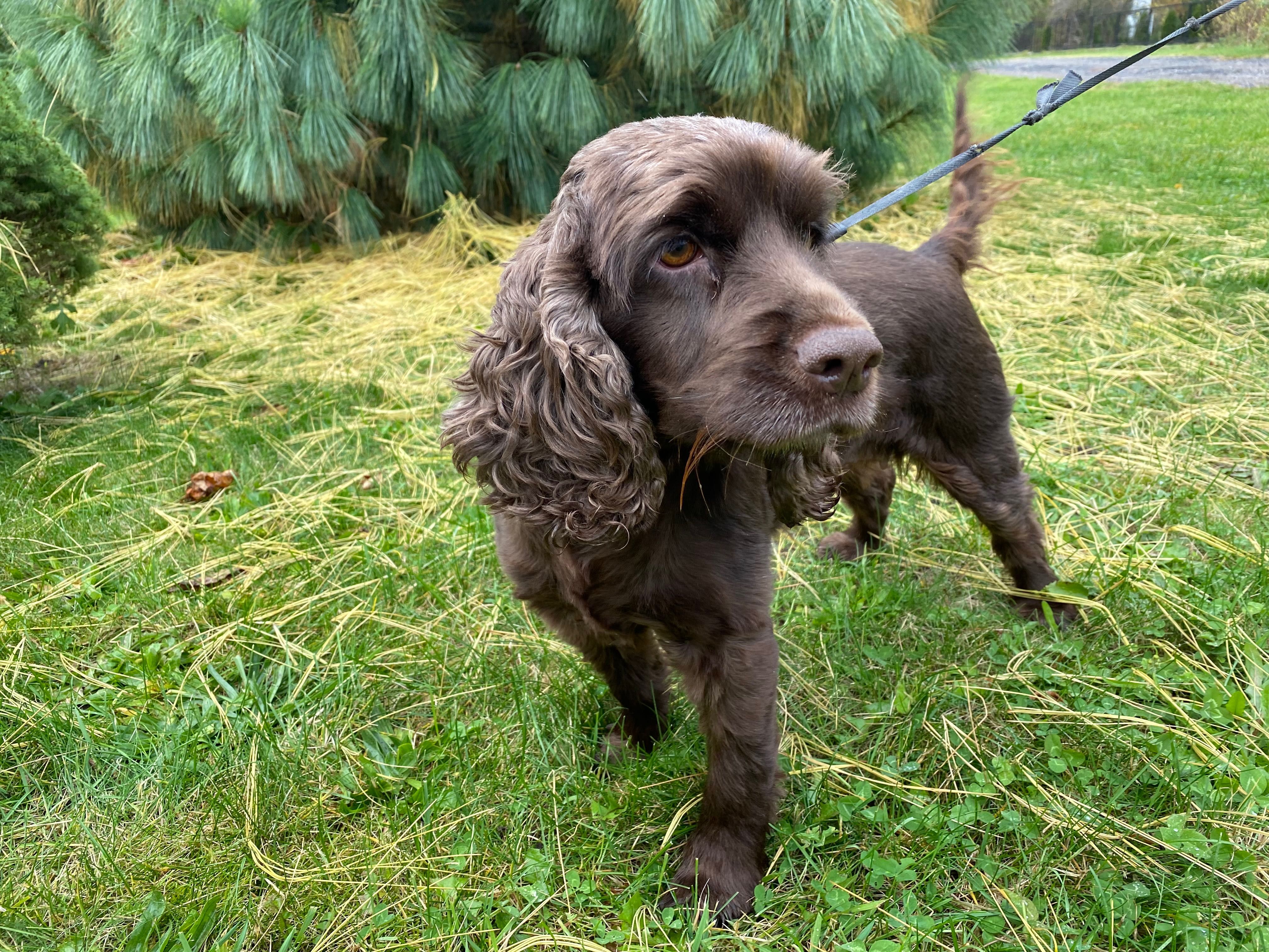 cocker spaniele angielskie - piesek z metryczką